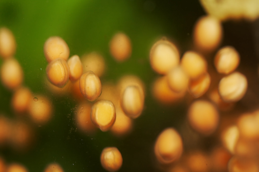 Mustard Seed Macro Mustard Seed floating in pickle brine. Laurence