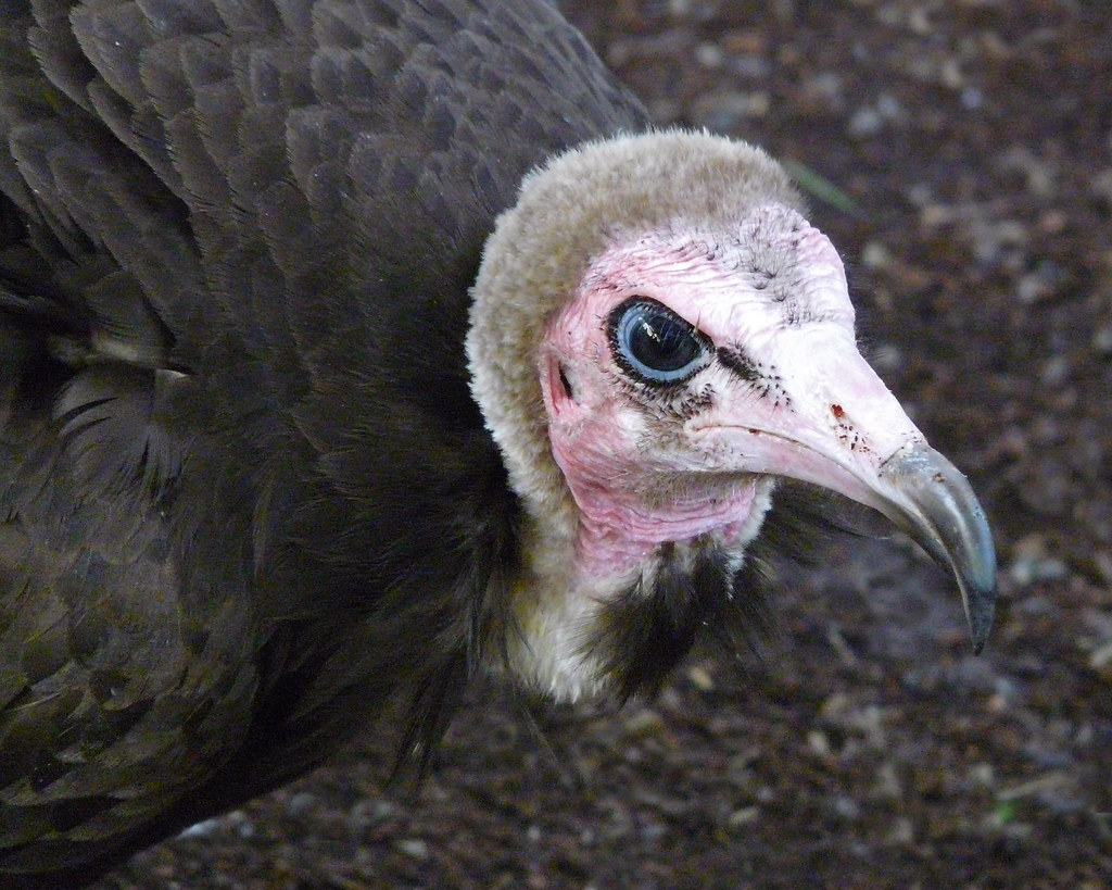Hooded Vulture The Hooded Vulture is a typical vulture, wi… Flickr