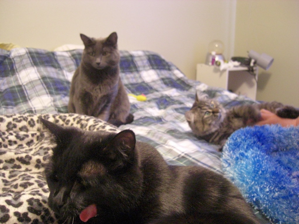 Relaxed For a brief moment we had all three cats together … Flickr
