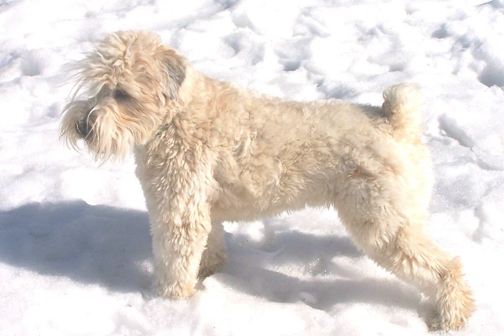 Shamus O'Reilly Charlie Latham Realty Flickr