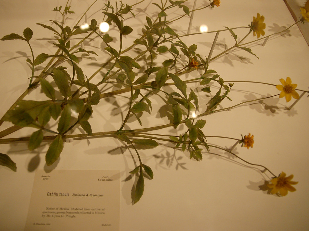 Glass Flowers Dahlia tenuis The Blascka glass flower coll… Flickr