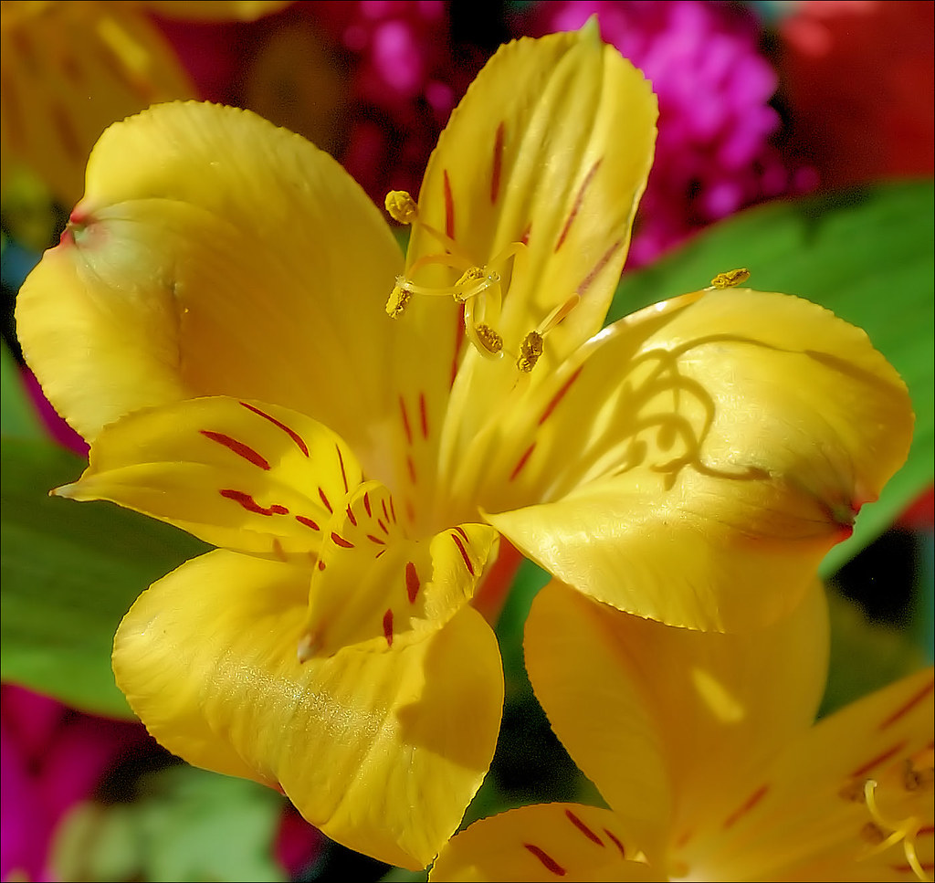 Flowers Flowers at home Boynton Beach, Florida February … Flickr