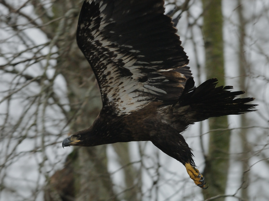 Bald Eagle , Delta BC canuckforever Flickr