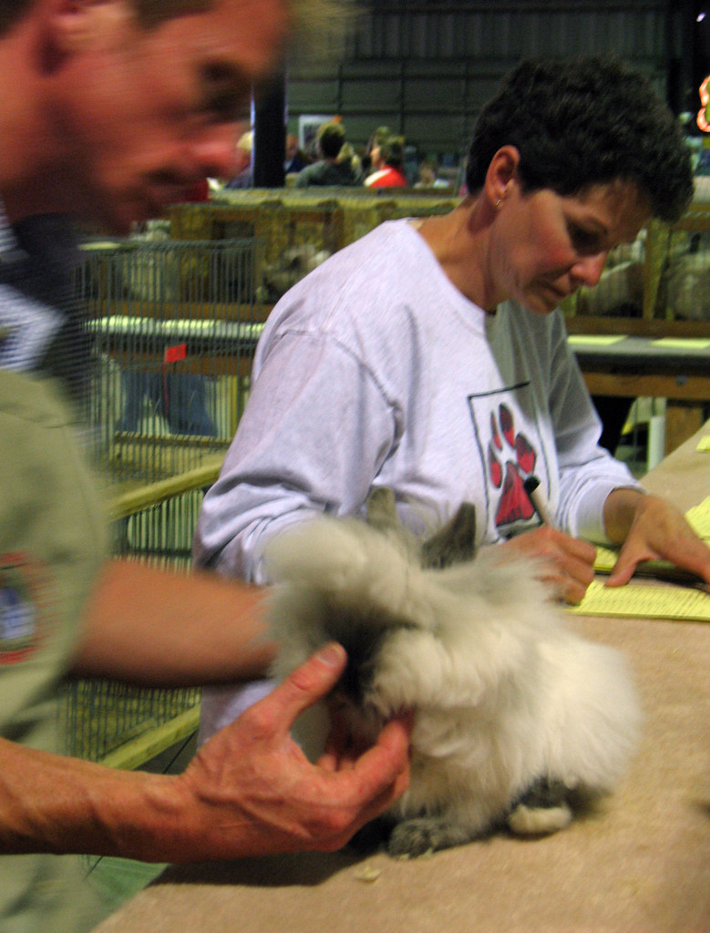 National Lionhead Rabbit convention judging table Ohio Sta… Flickr