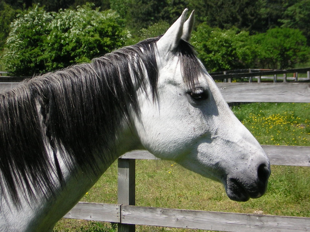 DSCN3413 Pepper, our 10 year old quarter horse rescue mare… Flickr