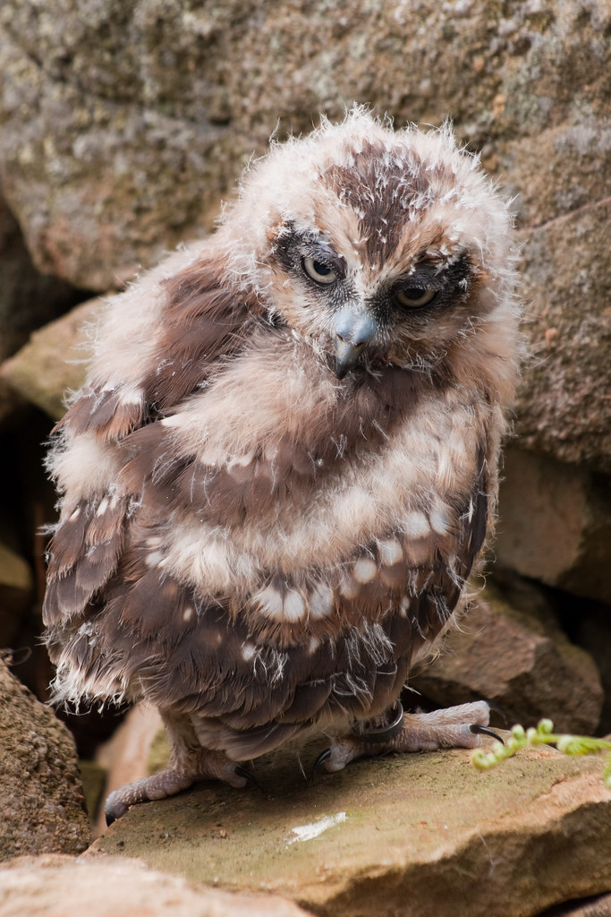 owl looking down IanbPhoto Flickr