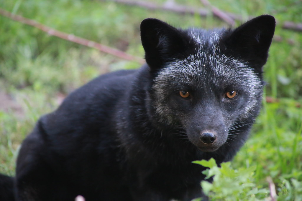 Zorro plateado o melánico (vulpes vulpes) El zorro platead… Flickr