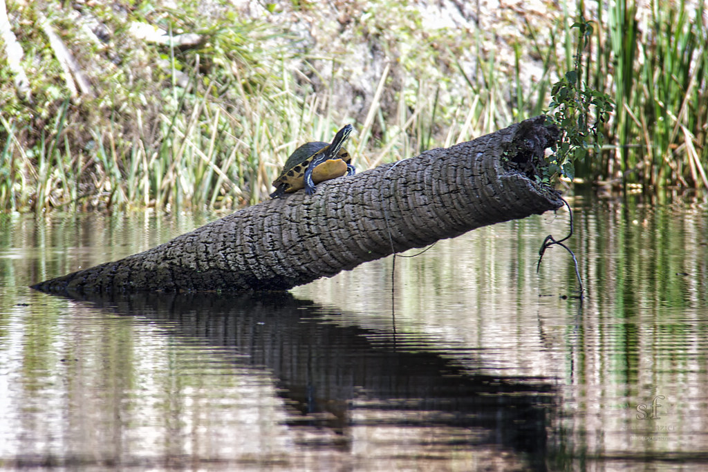 Turtle Checking Its Fishing Lines As we paddled our kayak … Flickr