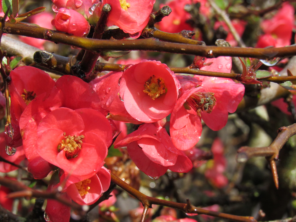 Flowering Quince Bulbs The local bees help a lot to pollin… Flickr