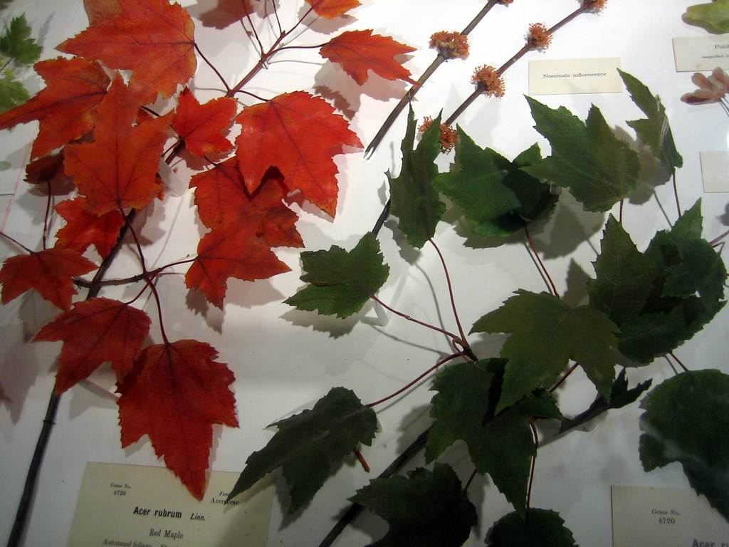 Glass flowers at the Harvard Natural History Museum Flickr