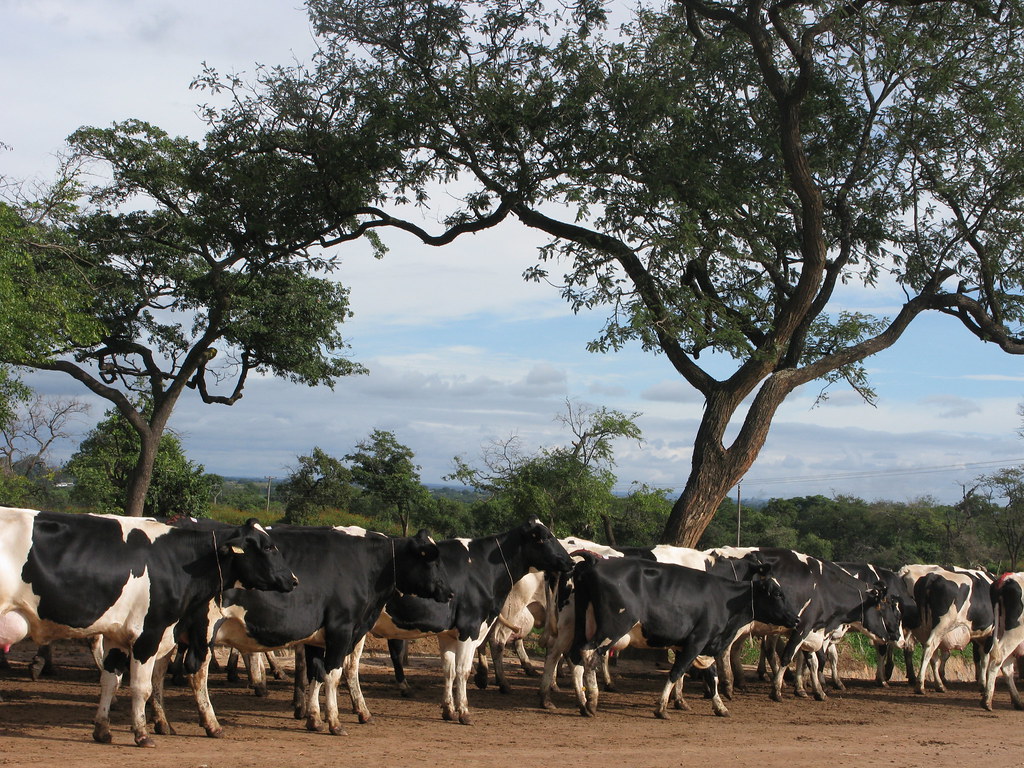 Cattle farm Zambia BBC World Service Flickr