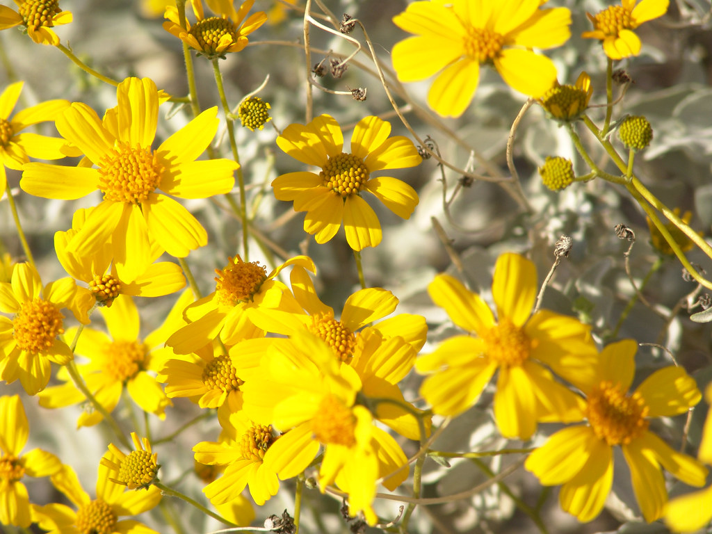 Brittlebush Flowers Brittle Bush in front of our house in … Brent