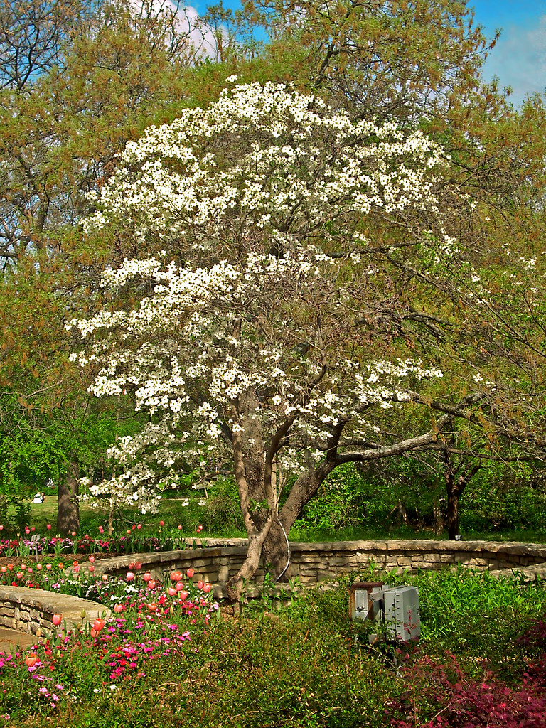 Dogwood Tree, Ft. Worth Botanical Garden The dogwood trees… Flickr
