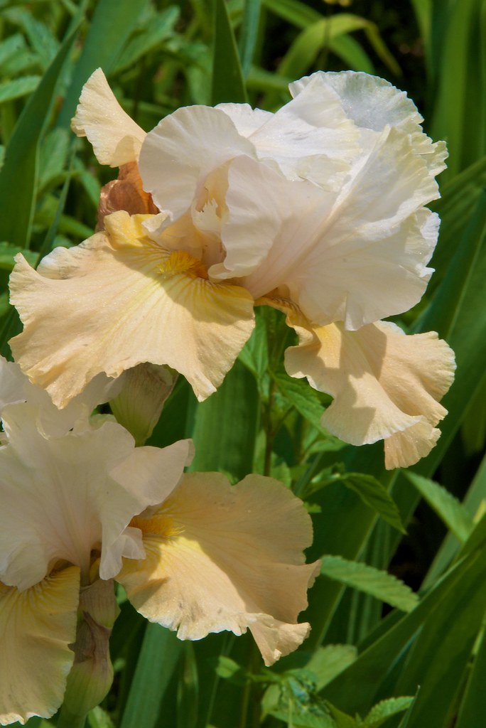 SmithfieldGardens 17 Smithfield Gardens 2009 Gary Flickr