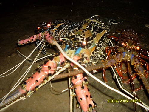 udang kara in english
