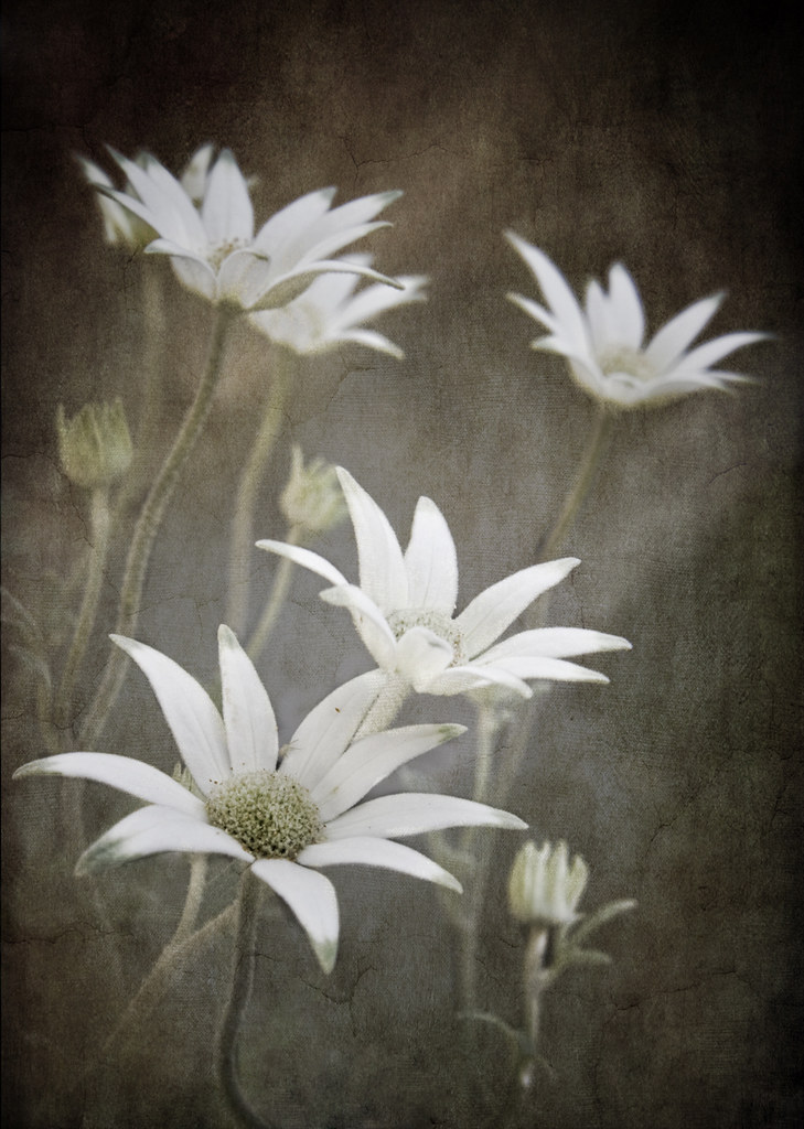 Flannel Flowers Some more Flannel Flowers, with another te… Flickr