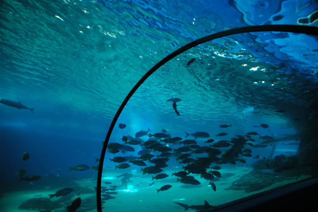 Maui Aquarium, Hawaii Maui Aquarium, Hawaii ©2007 Kim Brow… Flickr