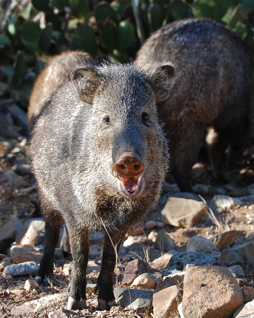 Javelina headon in a herd of about 20 animals passing thr… Flickr