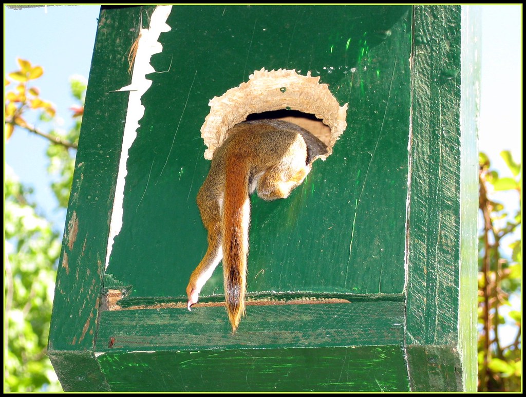 Baby Squirrel Falling out of his nest? I took a quick
