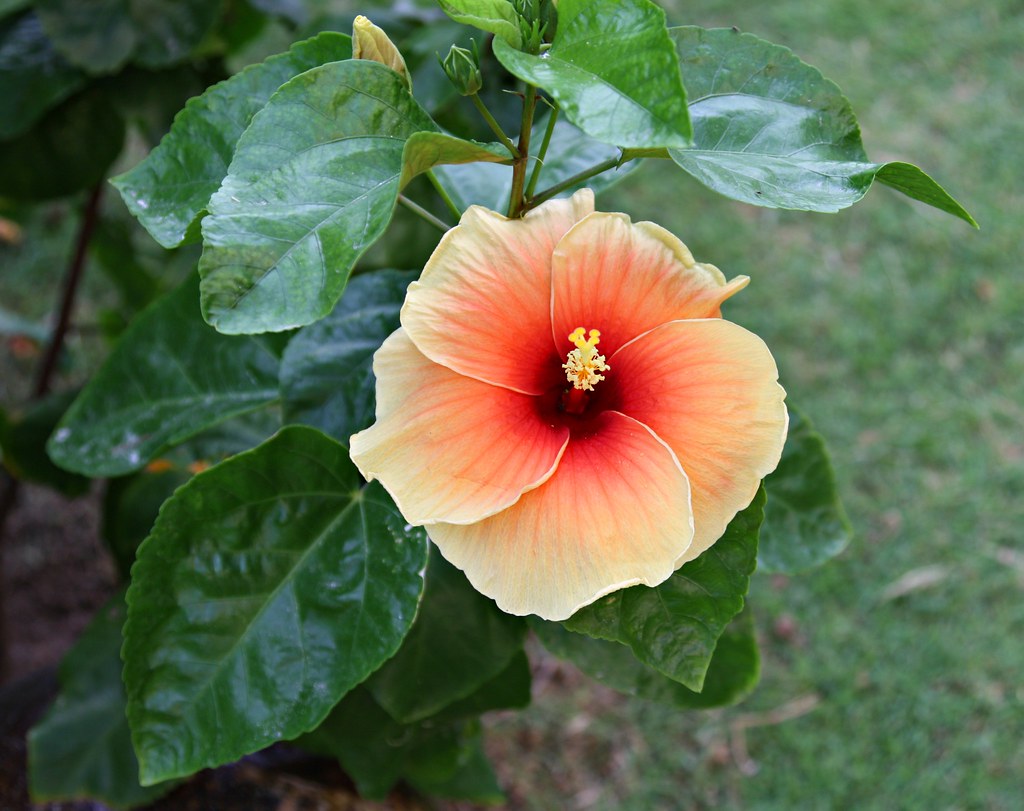IMG_0215 Full bloom Hibiscus flower in Costabella Tropical… Flickr