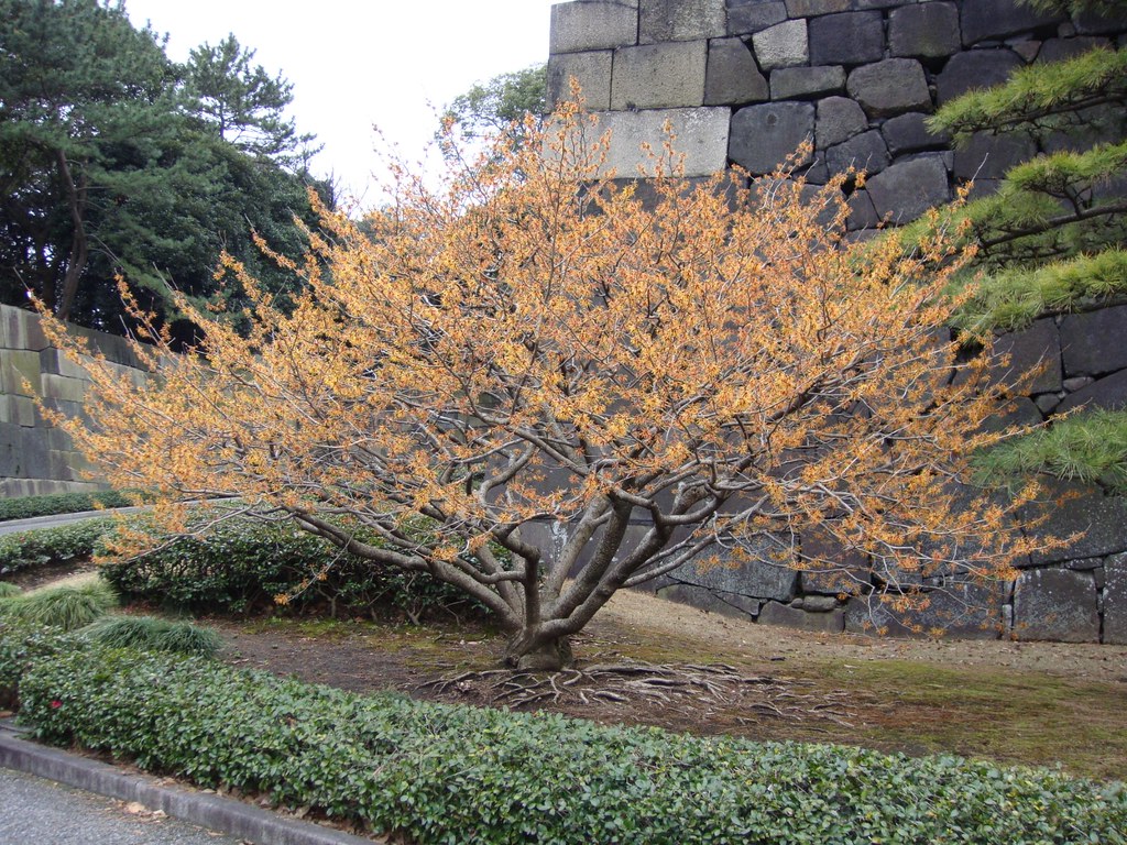 Japanese burning bush ? We don't know what that was but it… Flickr