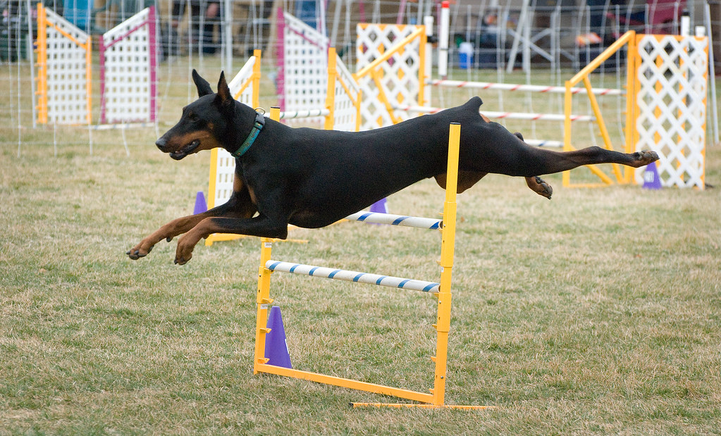 Columbia Basin Dog Training Club Agility Trials Scott Butner Flickr