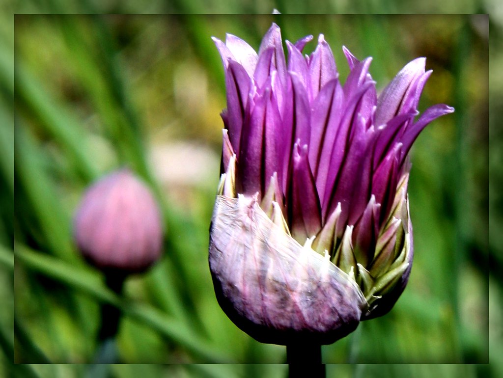 What will I be? this purple flower is from our herb garden… Laura