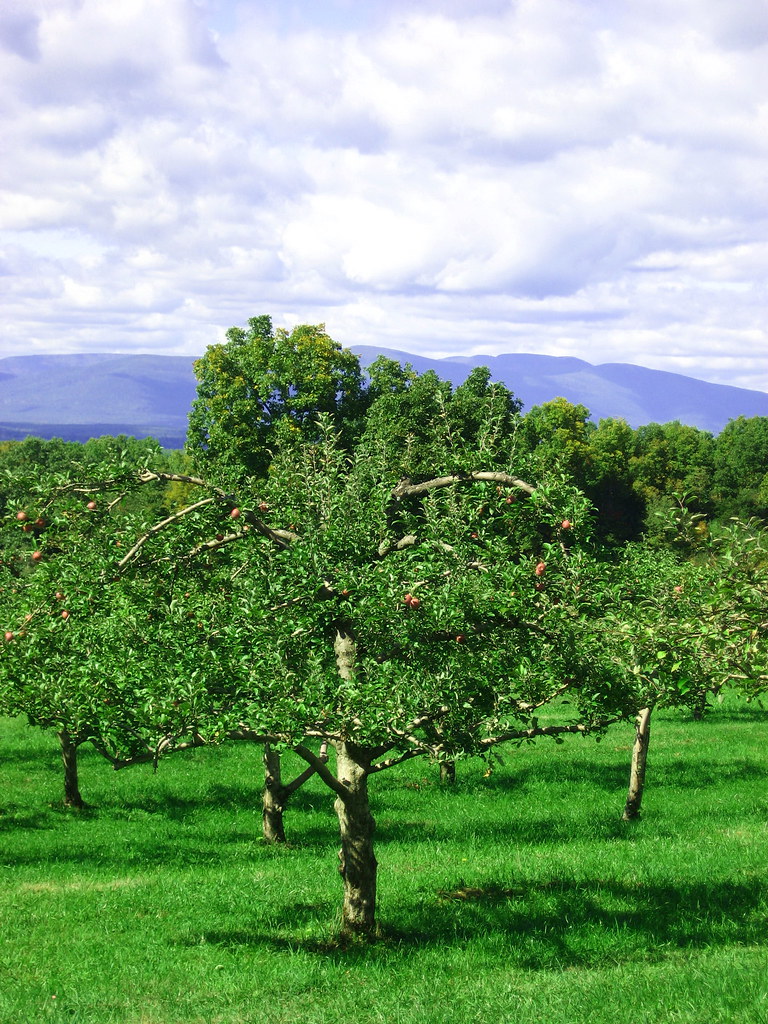 DutchessIMG_5444 Cedar Heights Orchard Rhinebeck, New York