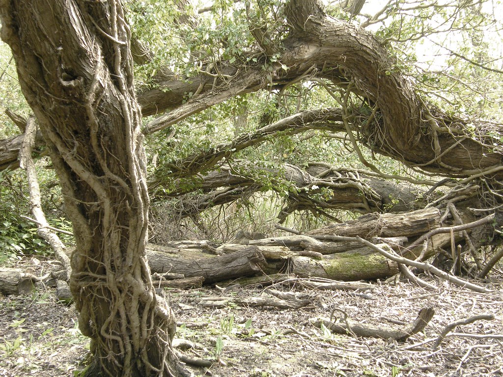 Wildlife Trusts, Norwood Road March Camb's UK.208a Flickr