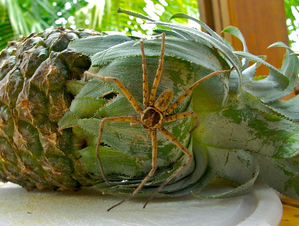 PINEAPPLE SPIDER Surprize! Jo Runny Flickr