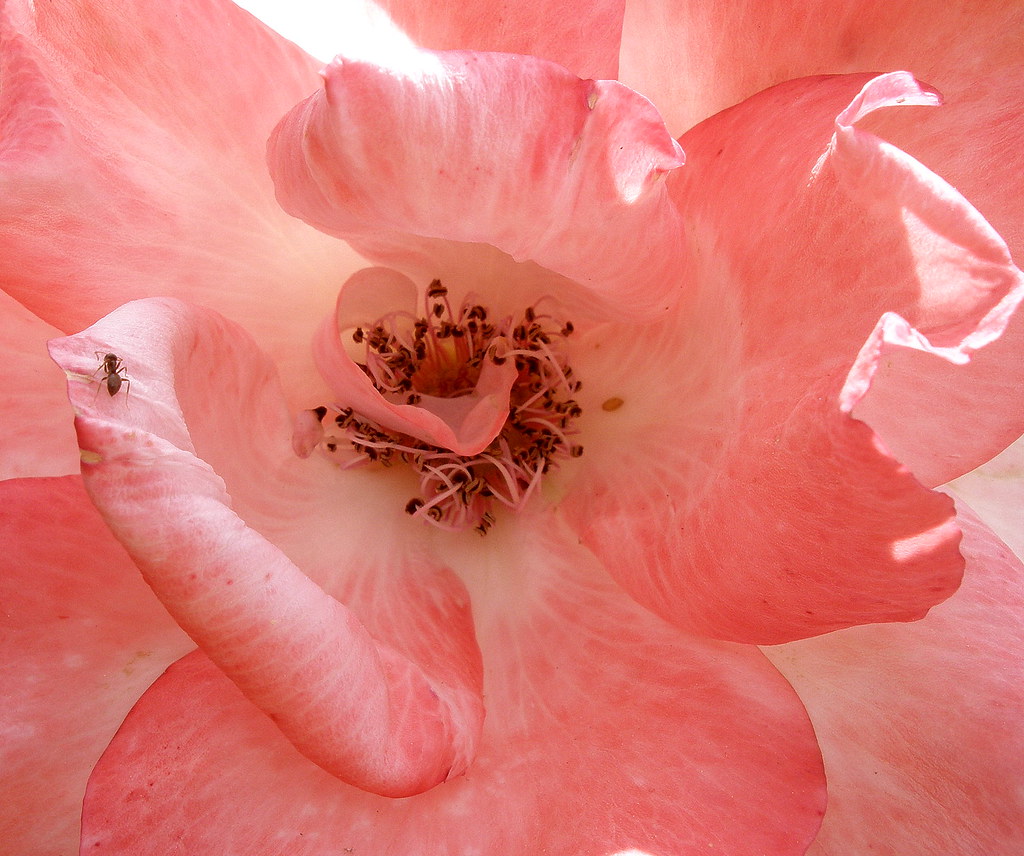 LIfe's story. The flower that smiles today Tomorrow dies; … Flickr