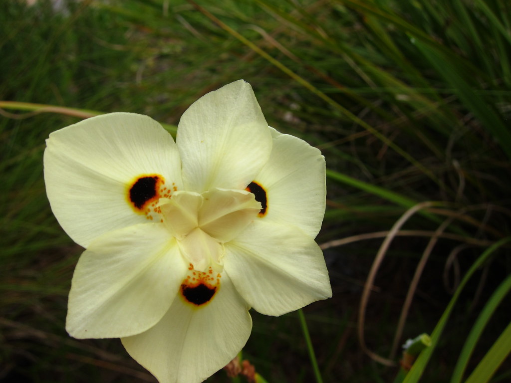 Ginger's Garden Jane Dominguez Flickr