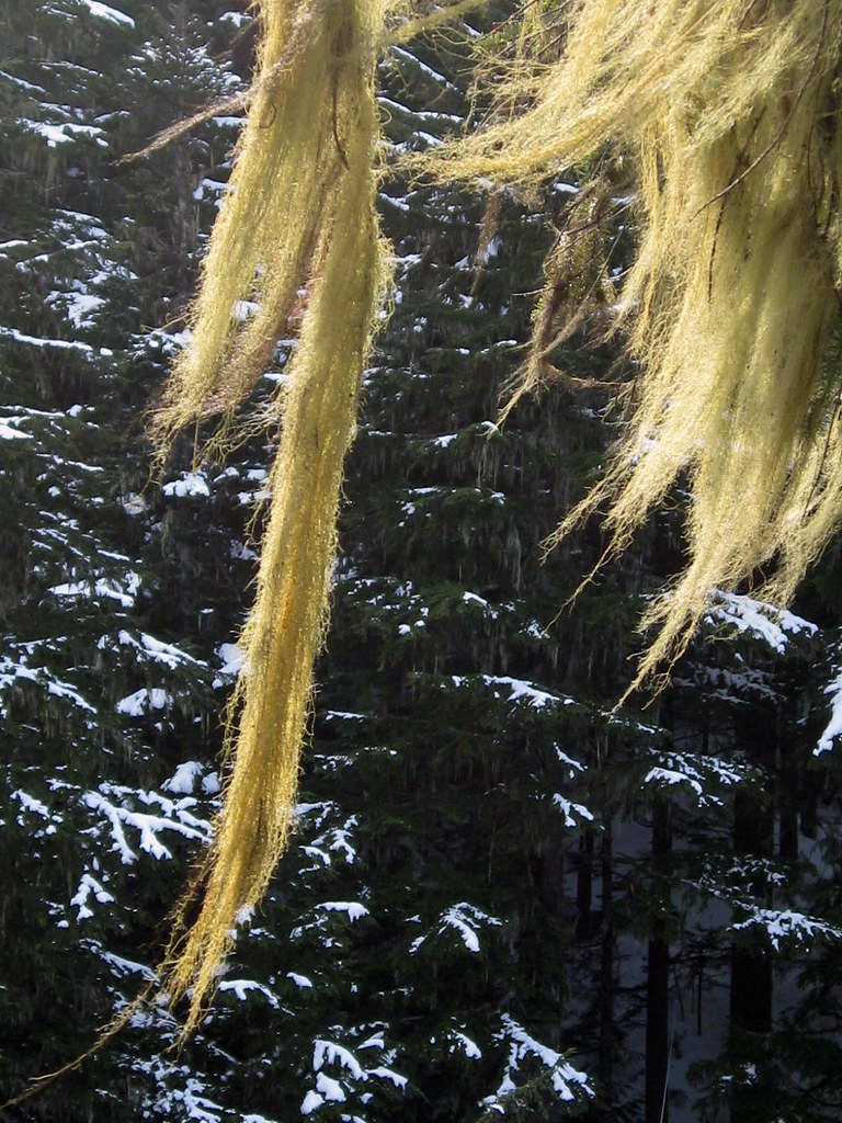Witch's hair, Whistler rainforest This lichen only grows i… Flickr