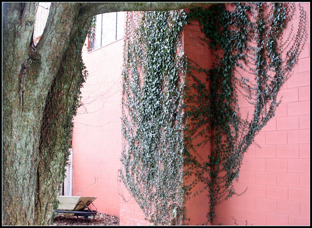 This Ivy Is green all year round.. klassic64 Flickr