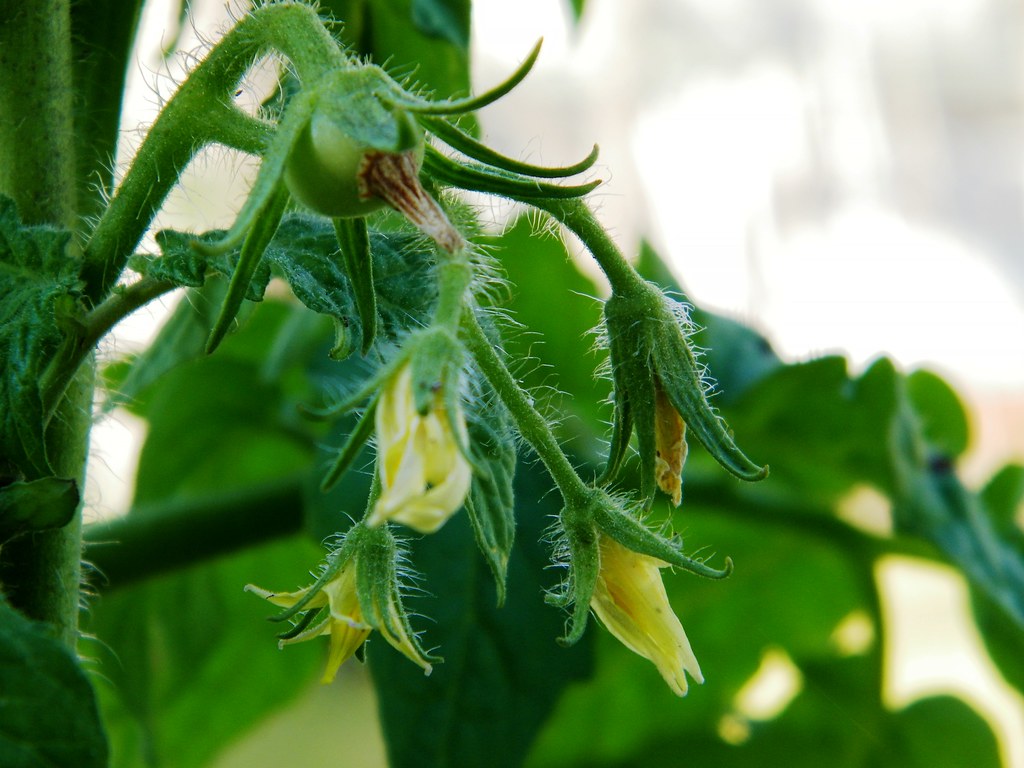 Tomato & blooms Thien Gretchen Flickr