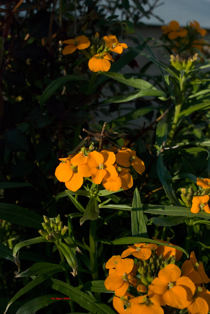 Wild Flower These little guys come back every year from la… Flickr