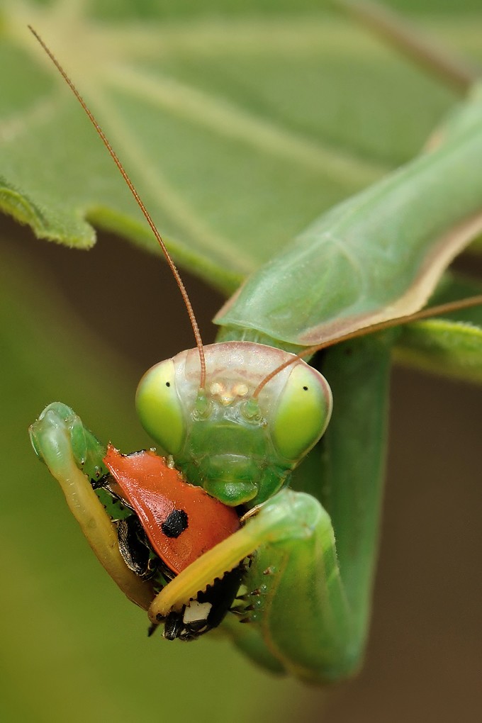 Ladyburger Praying mantis eat a cute ladybug. Cruel, but t… Flickr