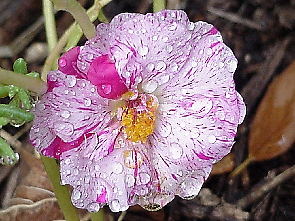 Moss Rose The Moss Rose plants are prolific and bloom thro… Flickr