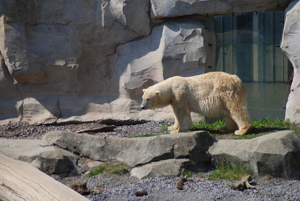 Eisbärin Irka im Zoo am Meer in Bremerhaven Ulli J. Flickr