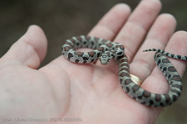 Young Eastern Milk Snake Probably an '08 baby. Was found u… Flickr