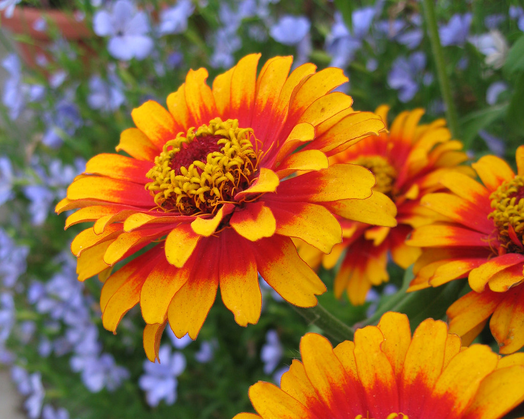 Zinnia 'Zowie' Annie's Annuals & Perennials Flickr