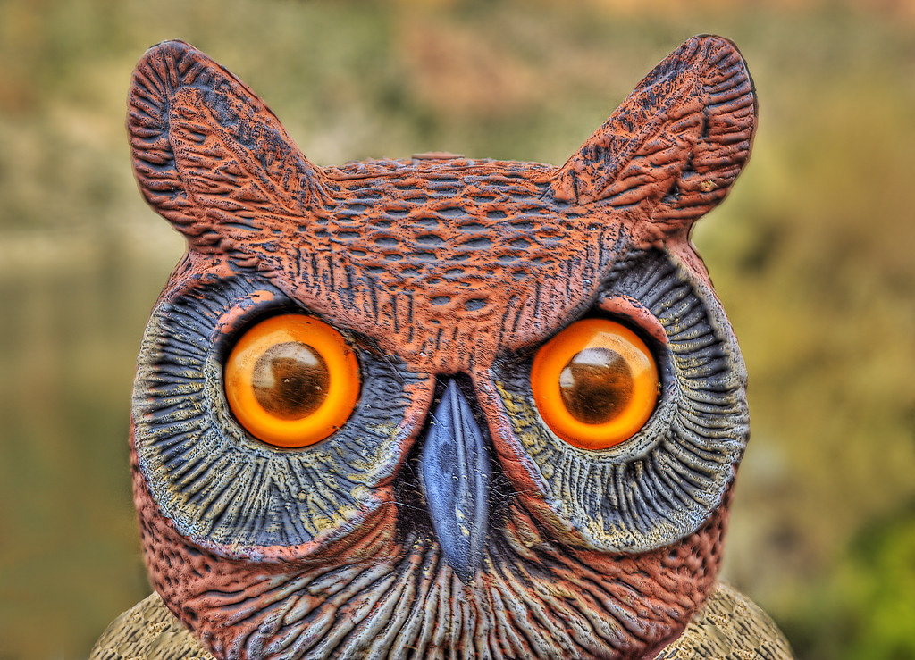 Didn't Fool You Did It? Michael Seljos Flickr