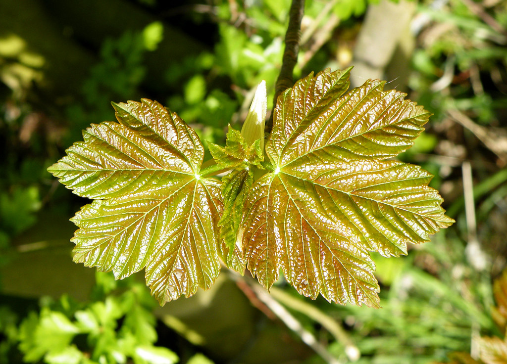 Leaves Newly opened sycamore leaves, Marsworth, Buckingham… Flickr