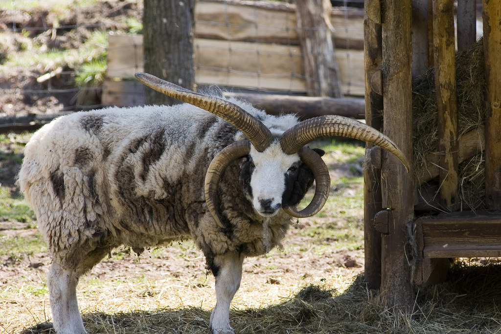4Horned Sheep xdvxas Flickr