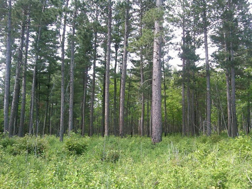 Nice thinned red pine stand near Nay Tah Waush, MN Flickr