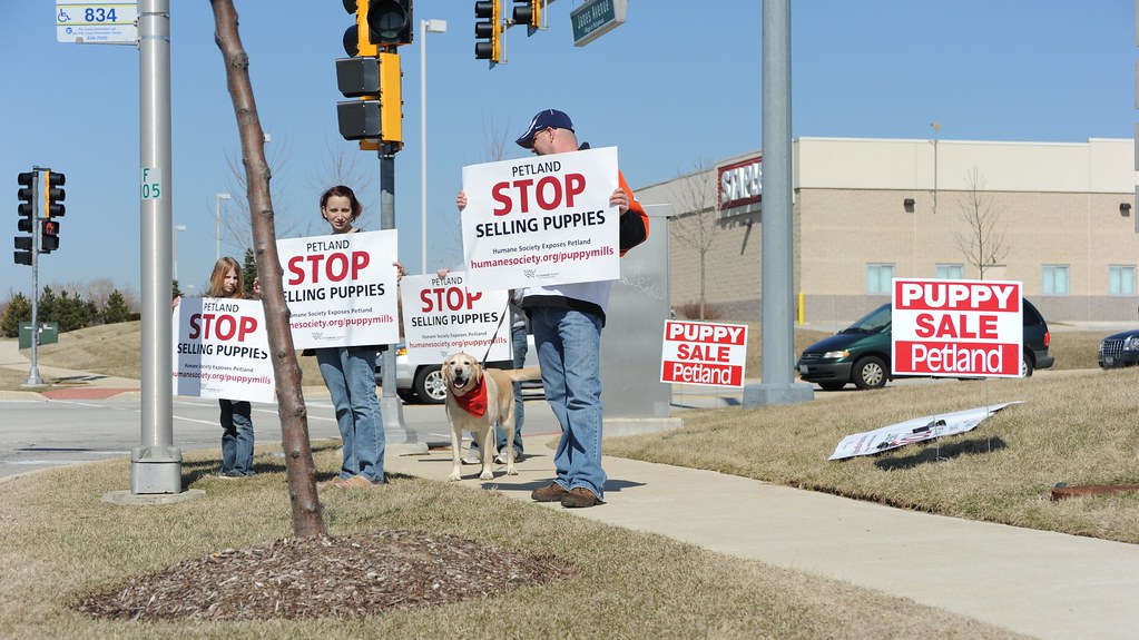 the Bolingbrook, IL Petland is in the building behind them… Flickr