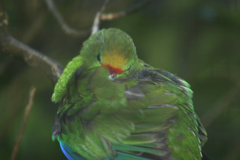 Malherbe's Parakeet / Cyanoramphus malherbi photo call and song