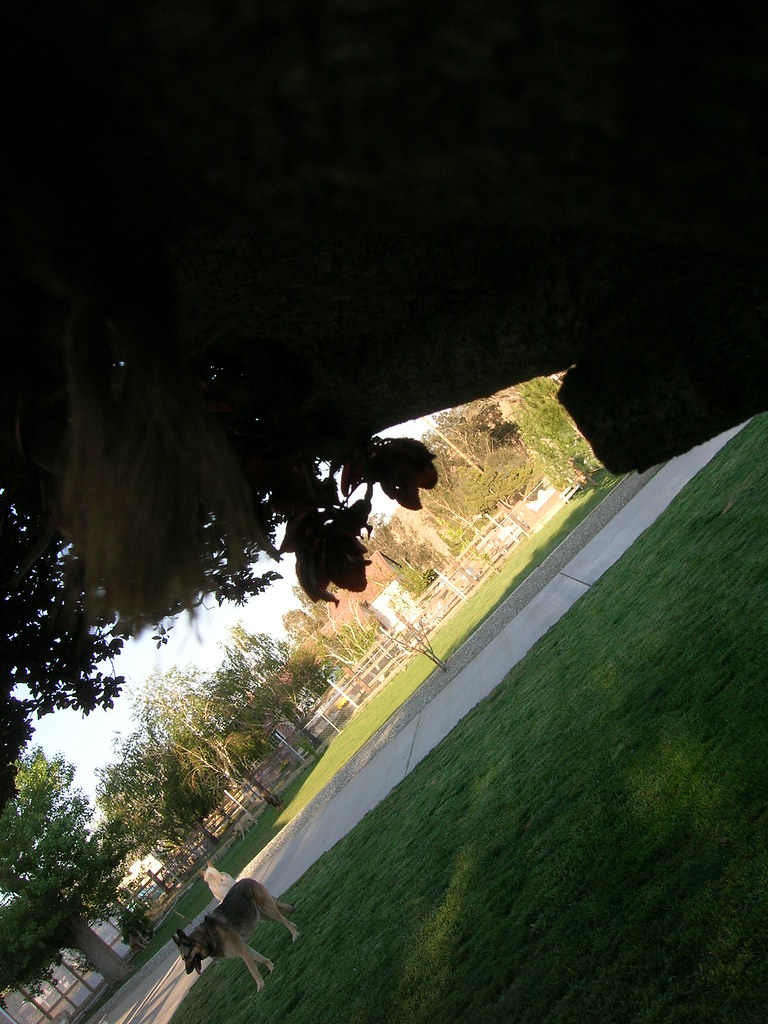 DSCN3847 Lucky Dog Ranch Flickr