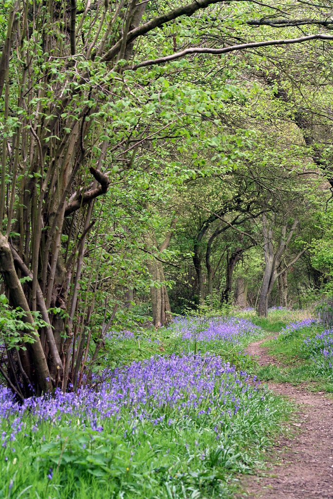 Bluebells in Brampton Woods 6 Steve Byfield Flickr