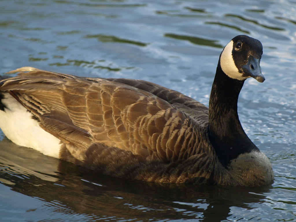 P5304101 putnam landing park zanesville, ohio Paula R. Lively Flickr